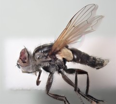 Elomya lateralis