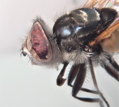 Elomya lateralis