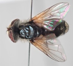 Elomya lateralis