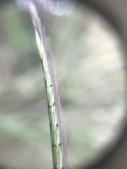 Poaceae