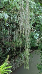 Rhipsalis baccifera