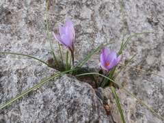 Crocus suaveolens