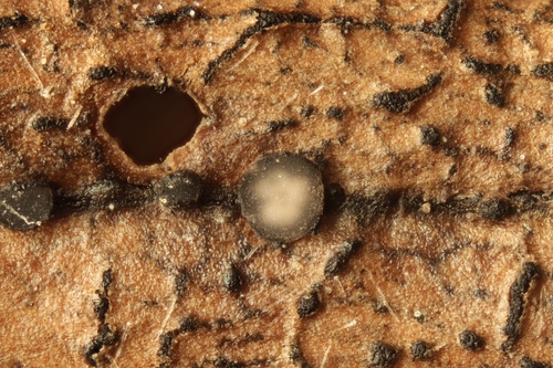 Spilopodia nervisequia