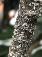 Pseudaulacaspis prunicola