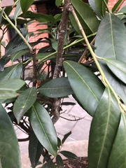 Pseudaulacaspis prunicola