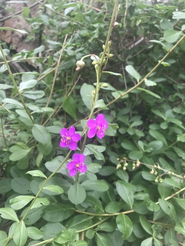 Talinum portulacifolium