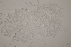 Spilopodia nervisequa