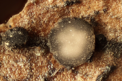 Spilopodia nervisequia