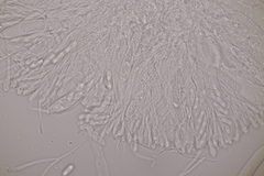 Spilopodia nervisequa