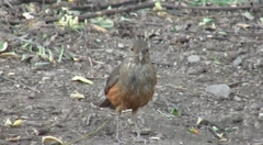 Turdus rufiventris