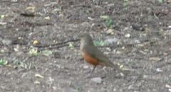 Turdus rufiventris