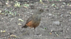 Turdus rufiventris