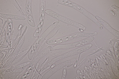 Spilopodia nervisequa