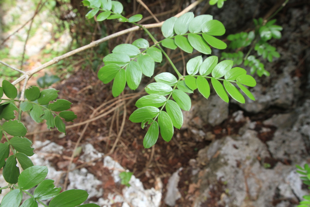 Jupunba glauca; photograph (c) Brian Oakes Haiti Hunter, some rights reserved (CC BY)