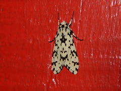 Eucereon tigrata