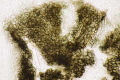 Spilopodia nervisequa
