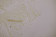 Spilopodia nervisequa
