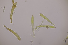 Spilopodia nervisequa