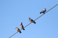 Columba livia domestica