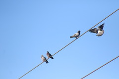 Columba livia domestica