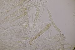 Spilopodia nervisequa