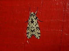 Eucereon tigrata