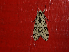 Eucereon tigrata
