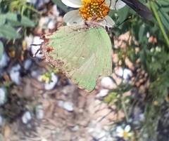 Cyanophrys miserabilis