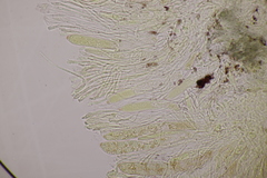 Spilopodia nervisequa