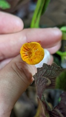 Chrysothemis pulchella