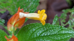 Chrysothemis pulchella