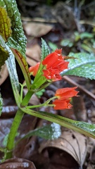 Chrysothemis pulchella