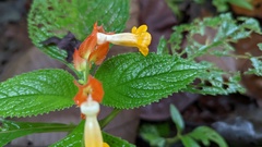 Chrysothemis pulchella