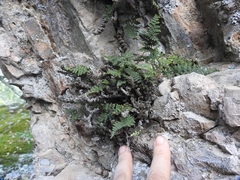 Myriopteris intertexta