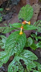 Chrysothemis pulchella
