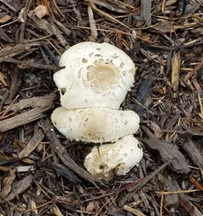 Chlorophyllum molybdites