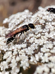 Trachypus denticollis