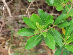 Escallonia bifida