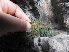 Myriopteris intertexta