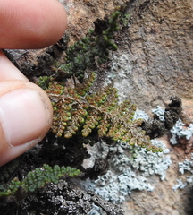 Myriopteris intertexta