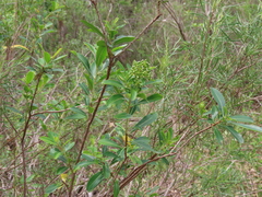 Escallonia bifida