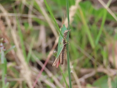 Allotruxalis gracilis