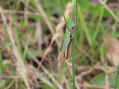 Allotruxalis gracilis