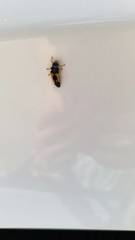 Harmonia axyridis