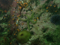 Stylasterias forreri