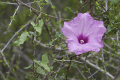Ipomoea rupicola