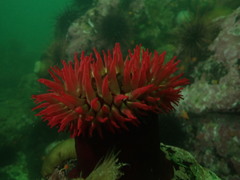 Urticina piscivora