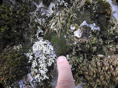 Marsupella bolanderi