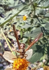 Pseudosphex melanogen