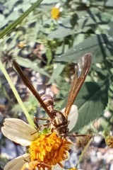 Pseudosphex melanogen